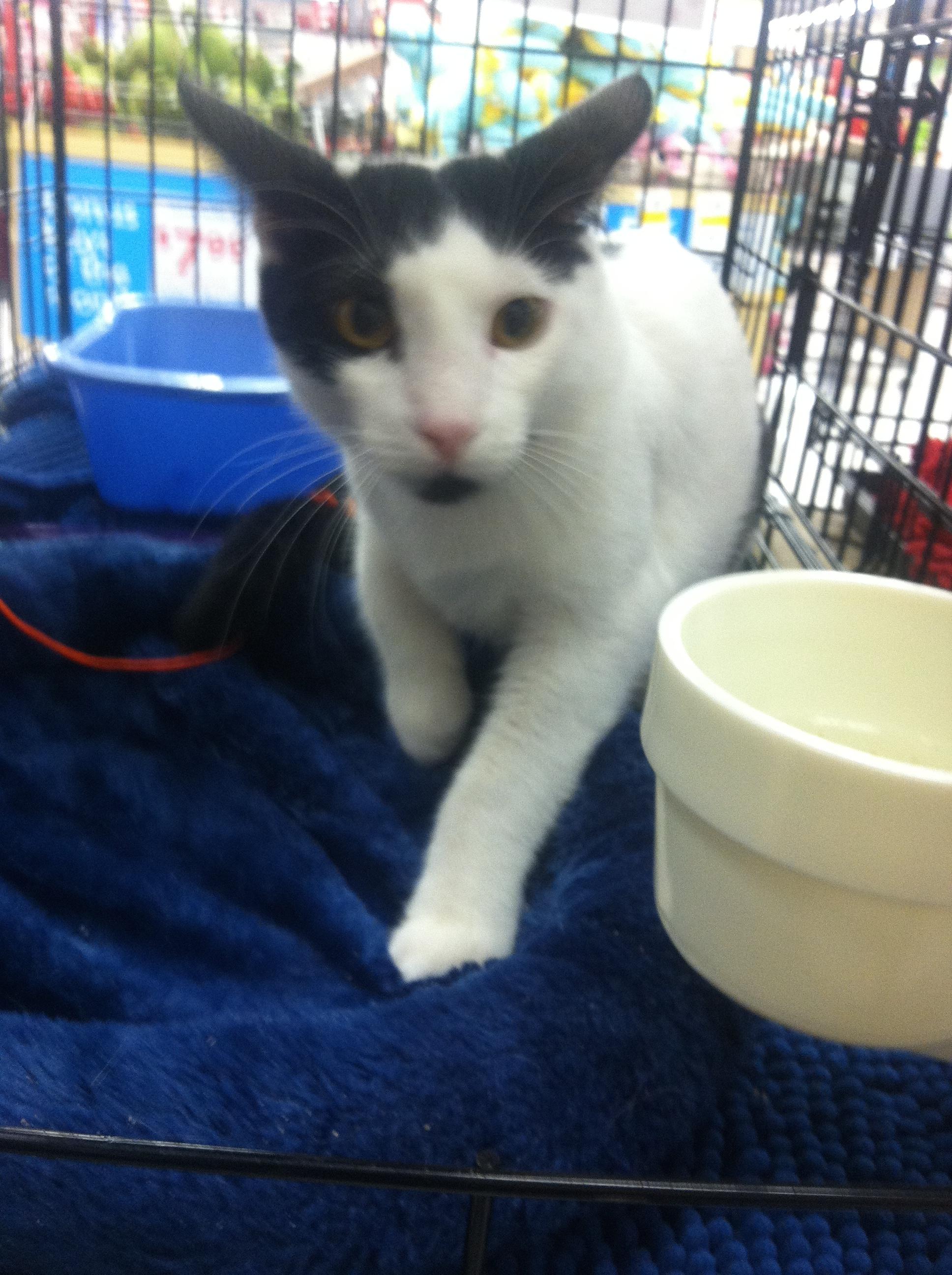 Baxter, an adoptable Domestic Short Hair, American Shorthair in Buena Park, CA, 90620 | Photo Image 1