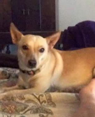 Dog For Adoption Tillyclover A Shiba Inu In Las Vegas