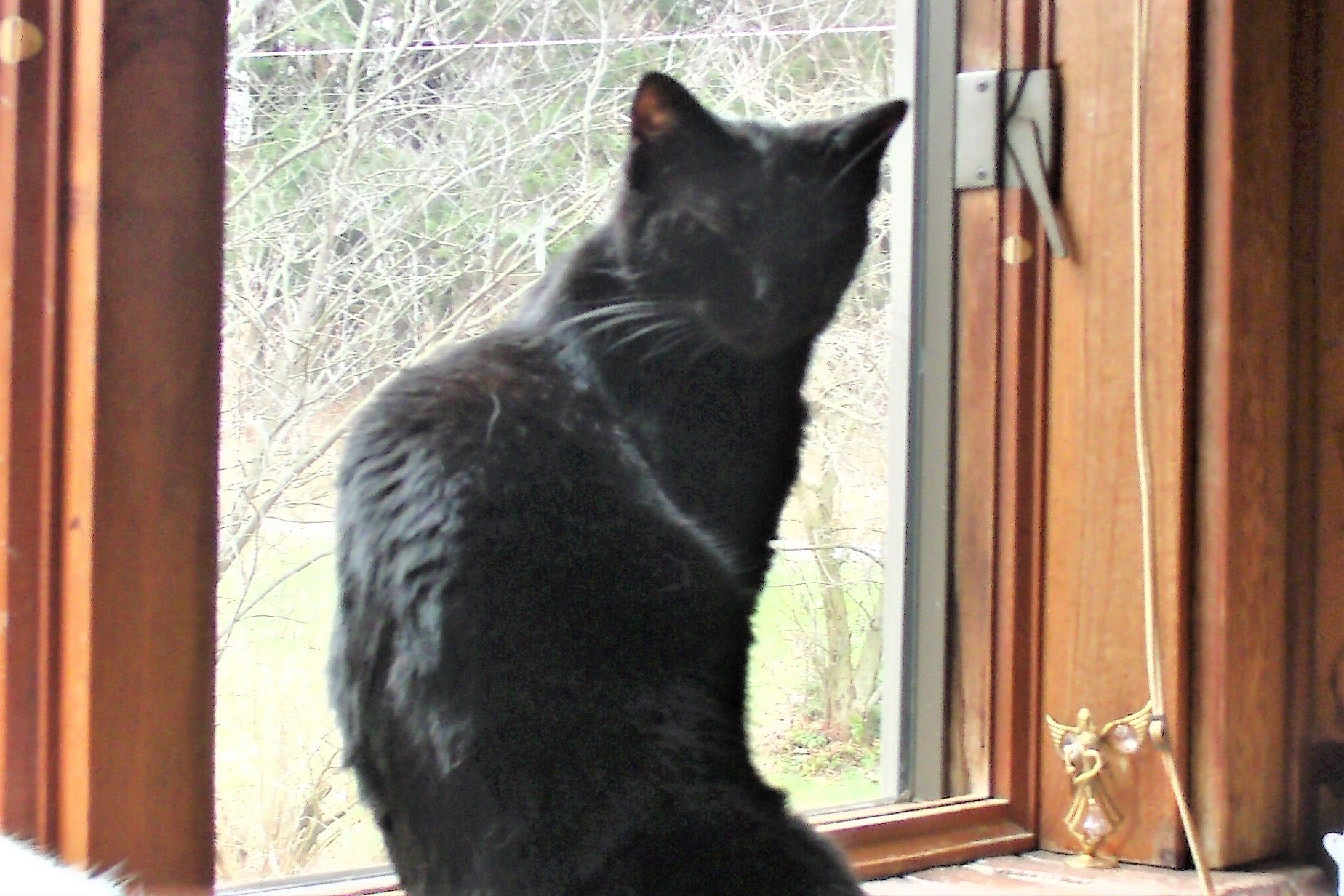 KELSIE, an adoptable Domestic Short Hair in Acme, PA, 15610 | Photo Image 1