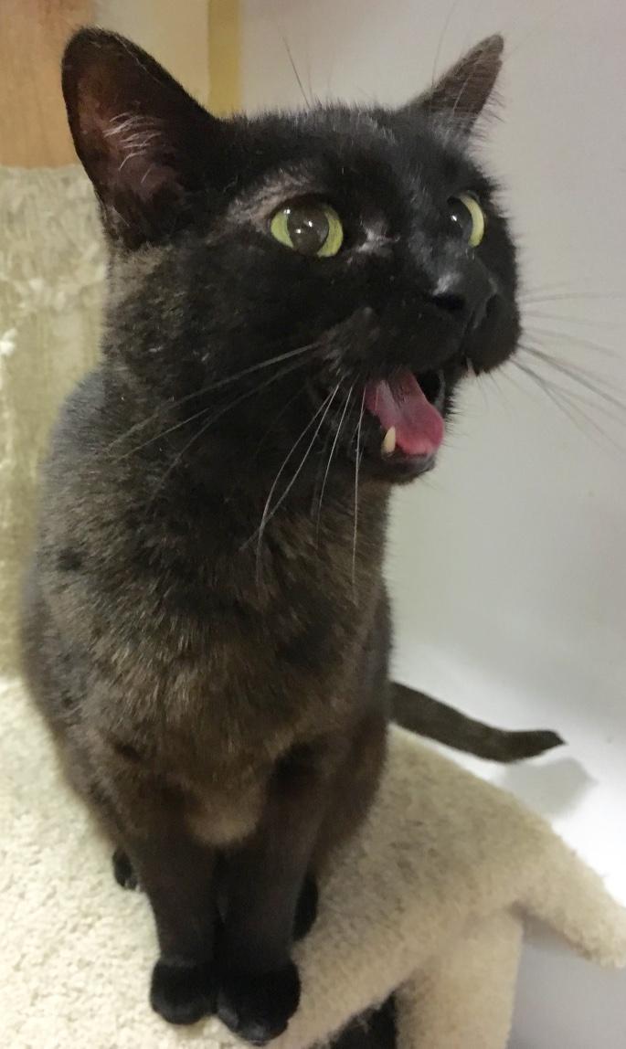 Rosie, an adoptable Burmese, Domestic Short Hair in Kansas City, MO, 64114 | Photo Image 1