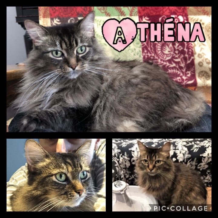 Athena, an adoptable Domestic Long Hair in Beloeil, QC_image-1