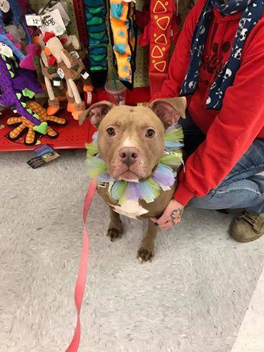 Athena , an adoptable Pit Bull Terrier in Coal City, IL, 60416 | Photo Image 2