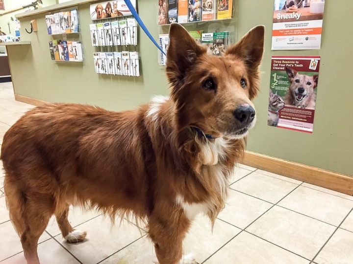 Senior Care Program - KB, an adopted Collie Mix in Chantilly, VA_image-1