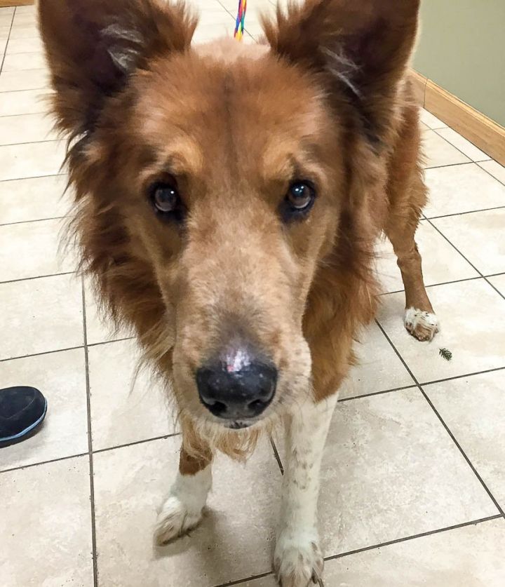 Senior Care Program - KB, an adopted Collie Mix in Chantilly, VA_image-3