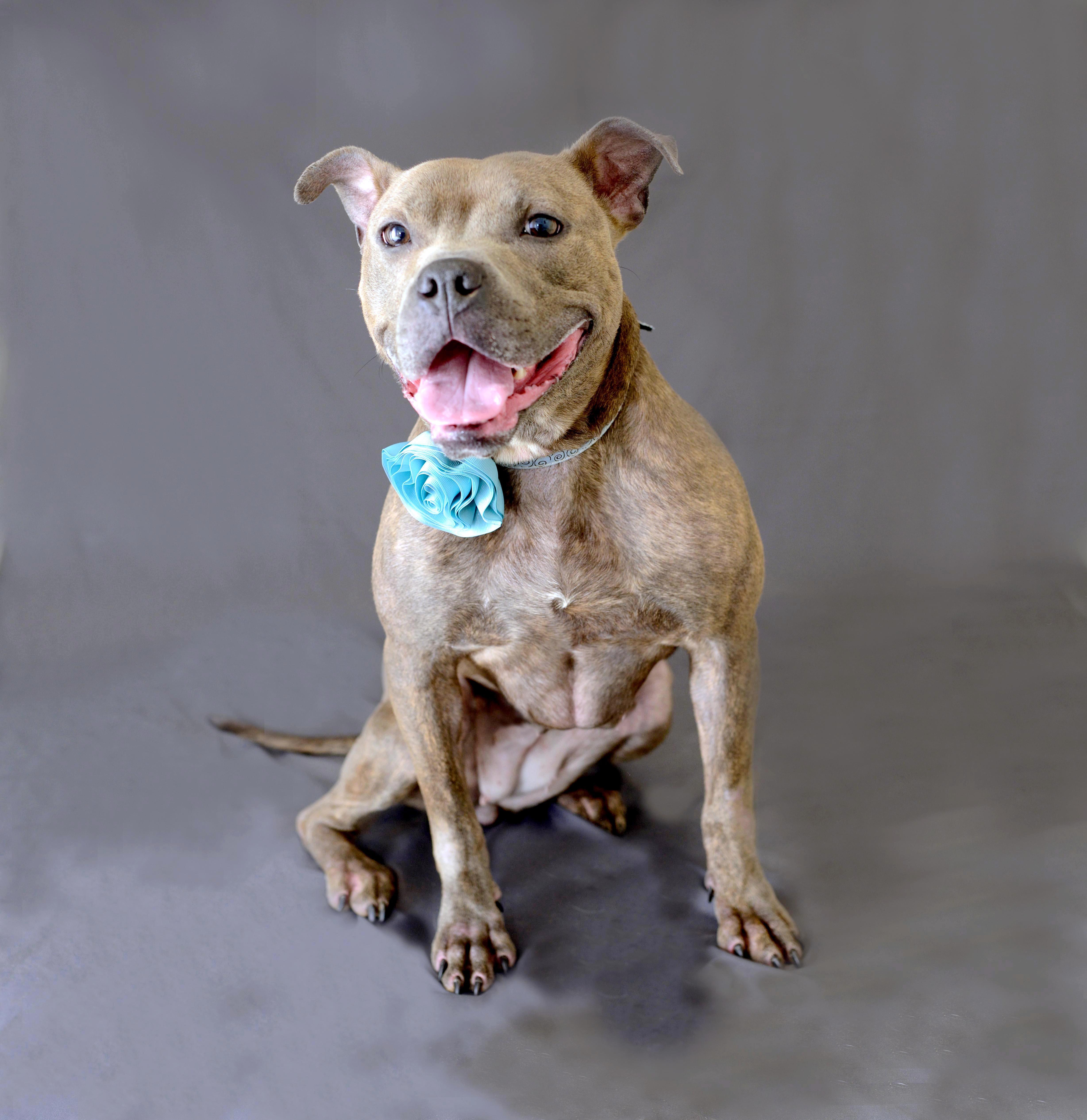 JoJo, an adoptable American Staffordshire Terrier in Cincinnati, OH, 45227 | Photo Image 1