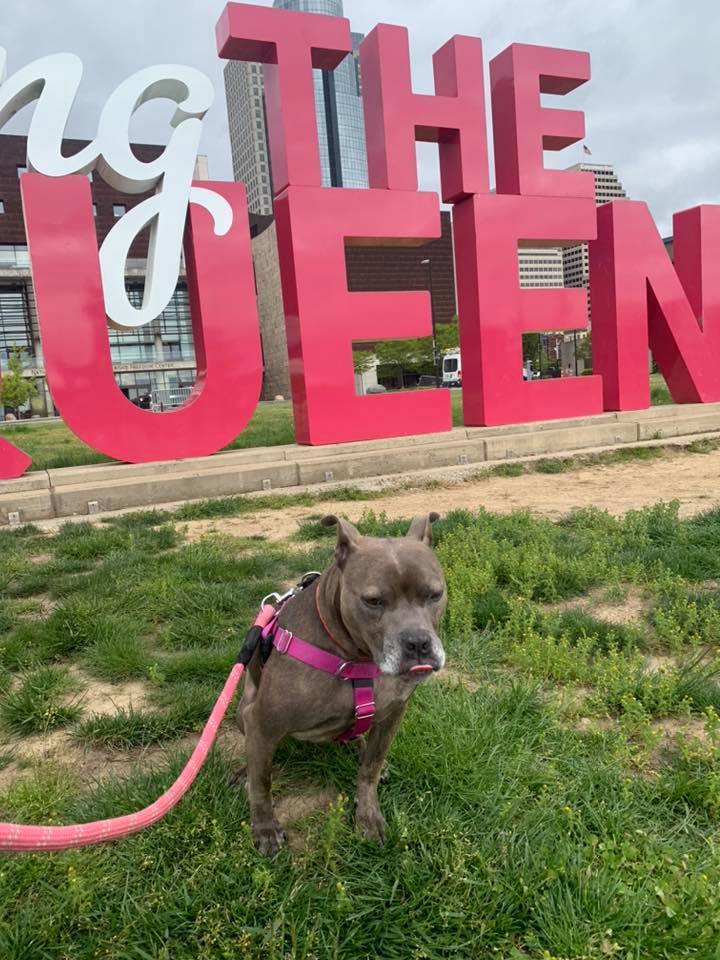 JoJo, an adoptable American Staffordshire Terrier in Cincinnati, OH, 45227 | Photo Image 2