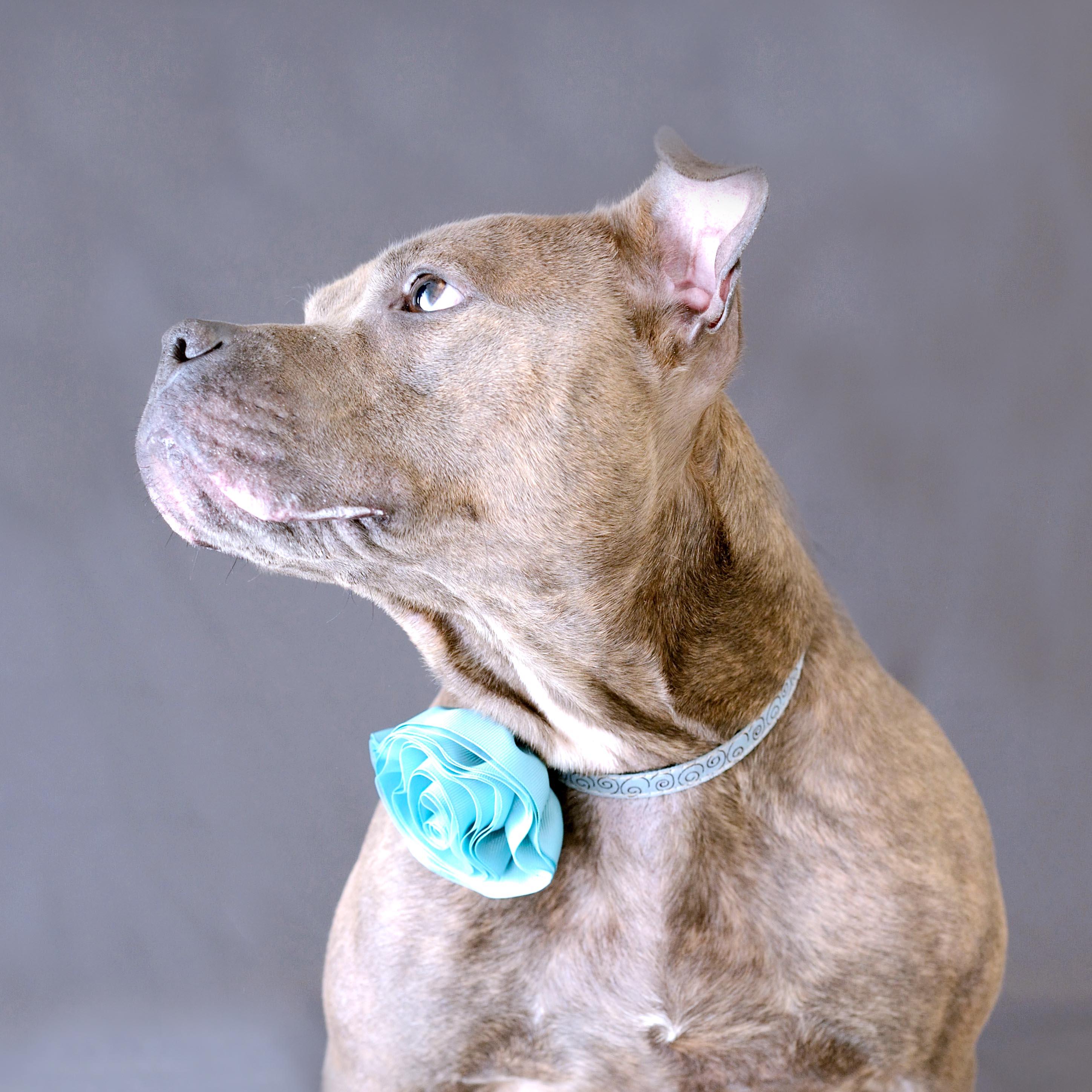JoJo, an adoptable American Staffordshire Terrier in Cincinnati, OH, 45227 | Photo Image 3