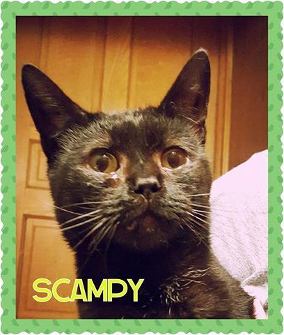 Scampy (Lynn's foster)