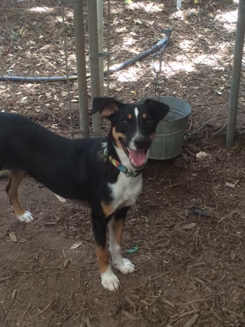 Vinnie, an adoptable Cattle Dog, Mixed Breed in Fair Oaks Ranch, TX, 78015 | Photo Image 2