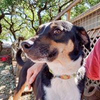 Vinnie, an adoptable Cattle Dog, Mixed Breed in Fair Oaks Ranch, TX, 78015 | Photo Image 3