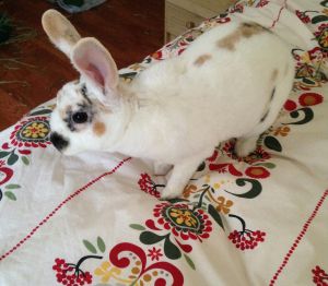 Carmela is a young medium-sized Rex rabbit Her beautiful coat is mostly white with tan and black sp