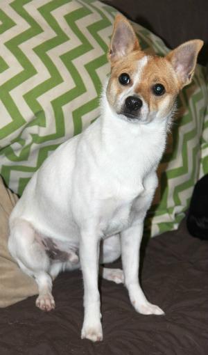 Comet, an adoptable Jack Russell Terrier, Pomeranian in Kincaid, IL, 62540 | Photo Image 1