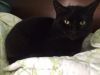 Clementine photo 2