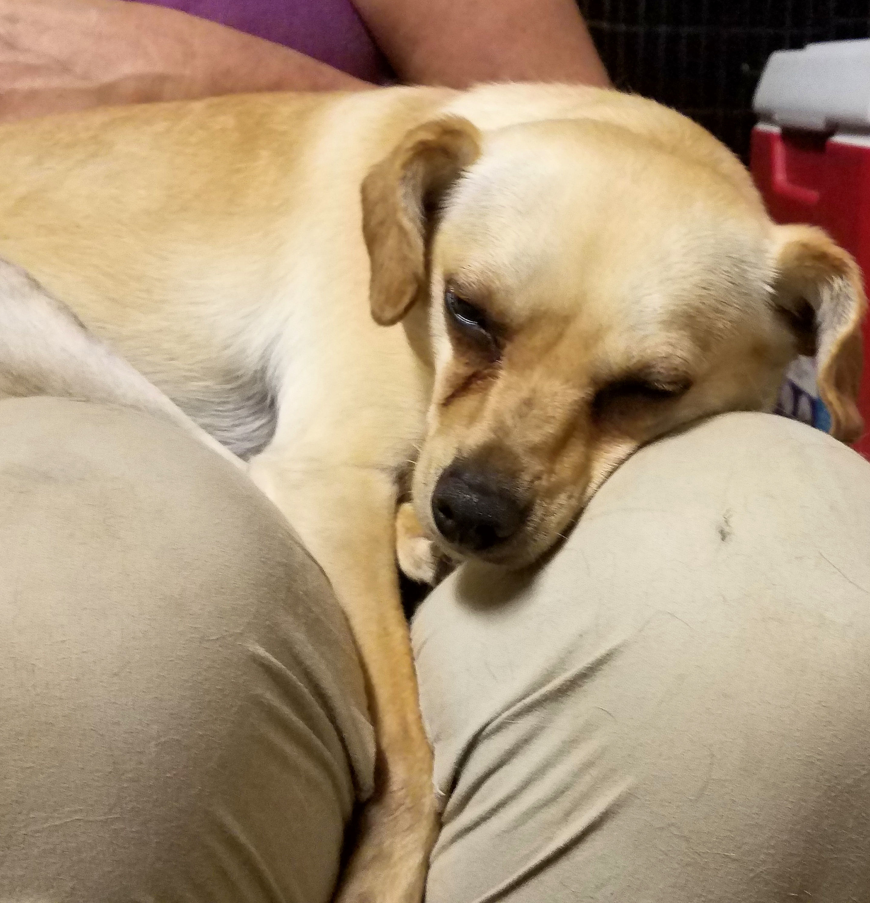 Sheldon, an adoptable Chihuahua in Rock Hill, SC, 29731 | Photo Image 2