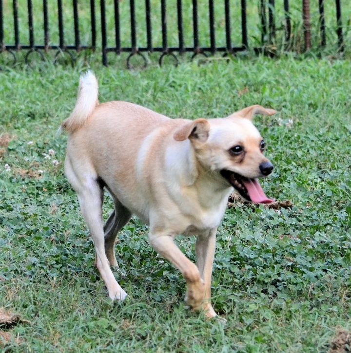 Sheldon, an adoptable Chihuahua Mix in Rock Hill, SC_image-3