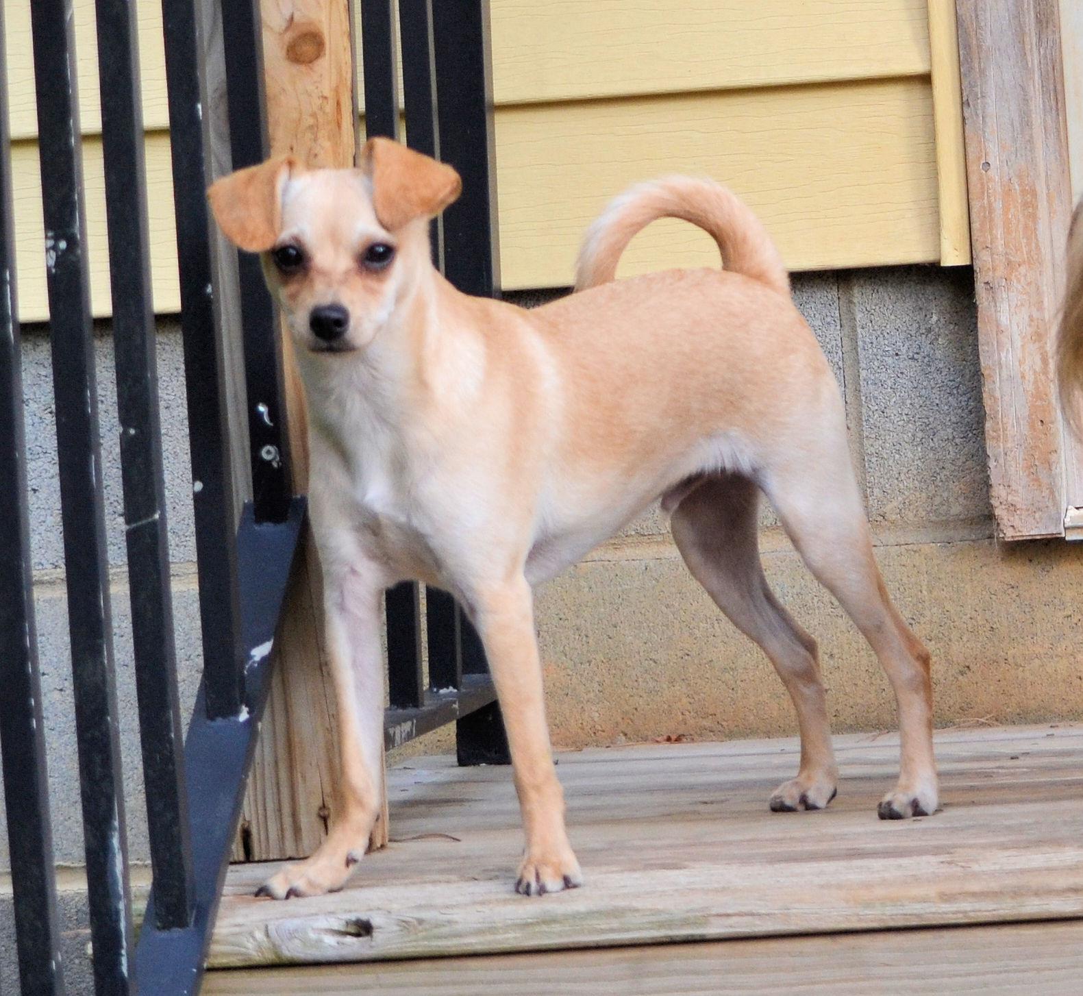 Sheldon, an adoptable Chihuahua in Rock Hill, SC, 29731 | Photo Image 1