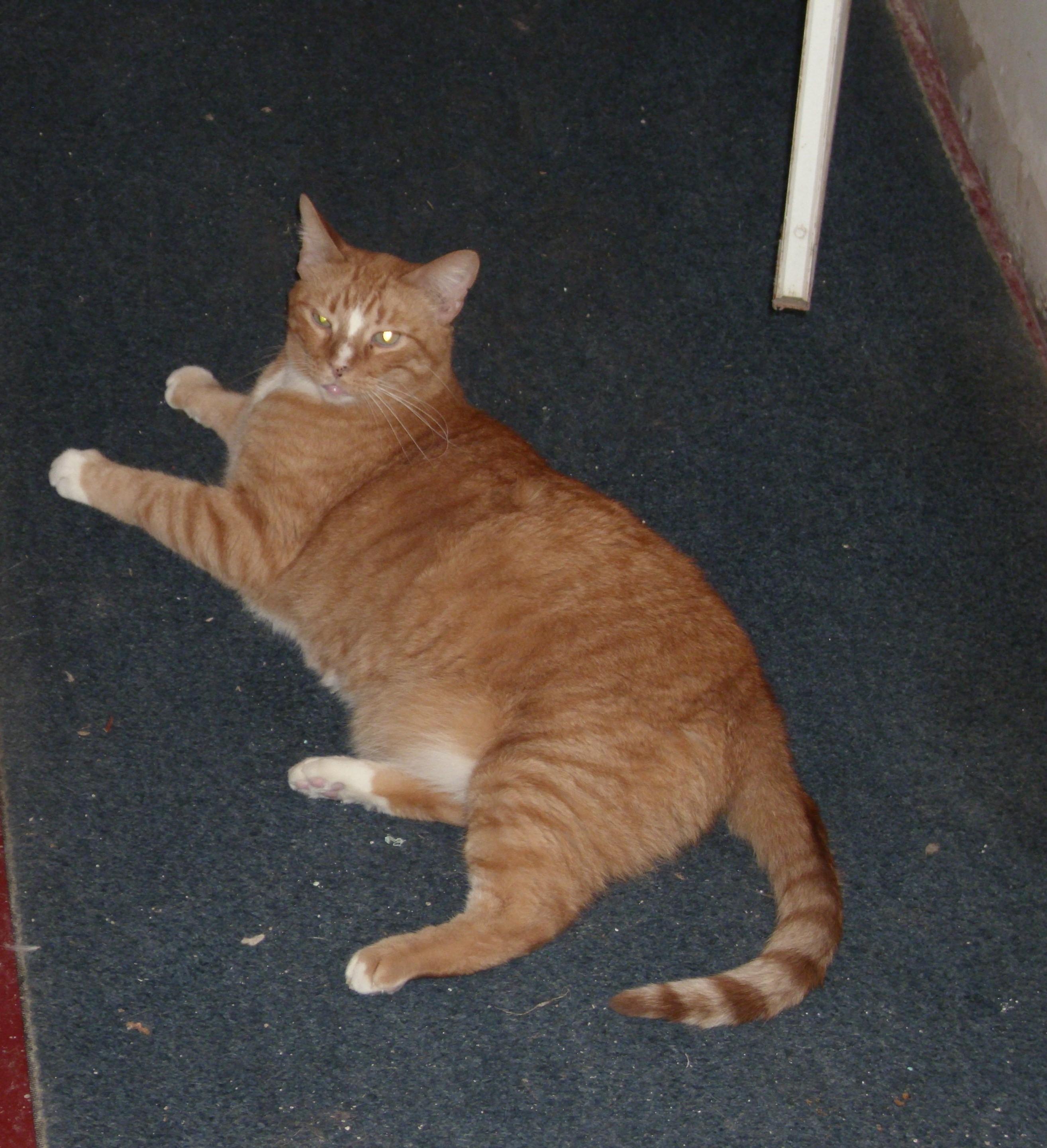 Katmandu, an adoptable Tabby in Kansas City, MO, 64114 | Photo Image 3