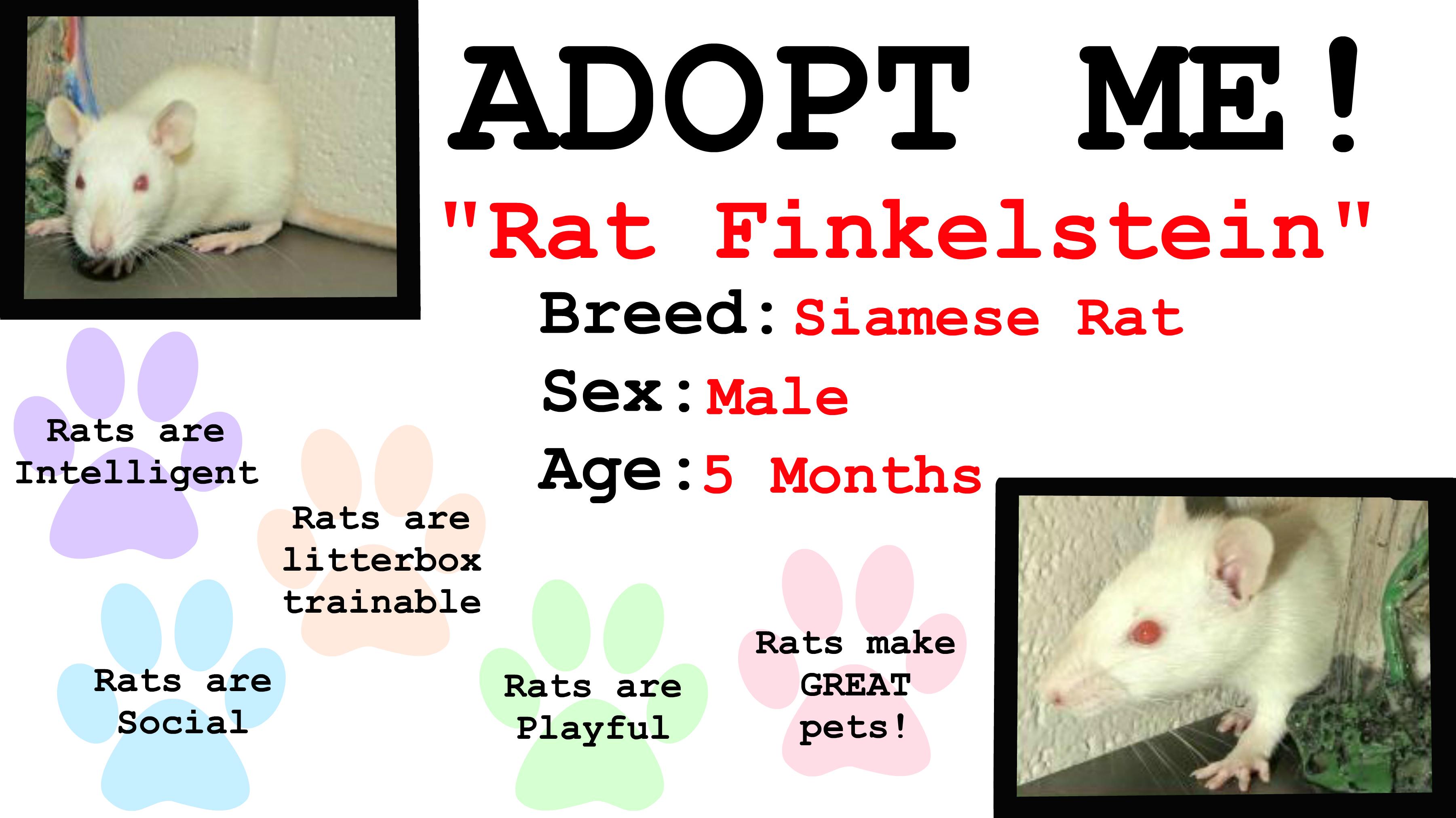 Rat Finkelstein detail page