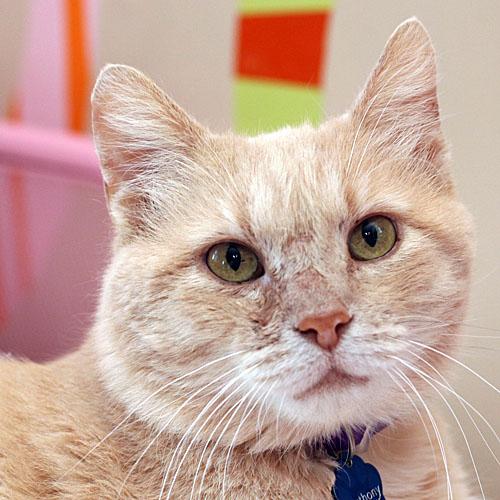  Cat  for adoption  ANTHONY BATTAILIA a Domestic Short 