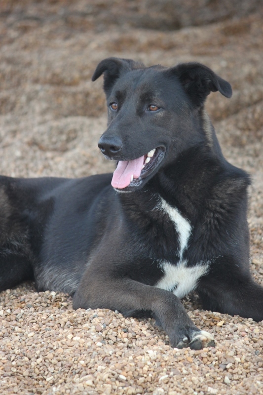 Salem NH, an adoptable Collie, Shepherd in Wynne, AR, 72396 | Photo Image 1