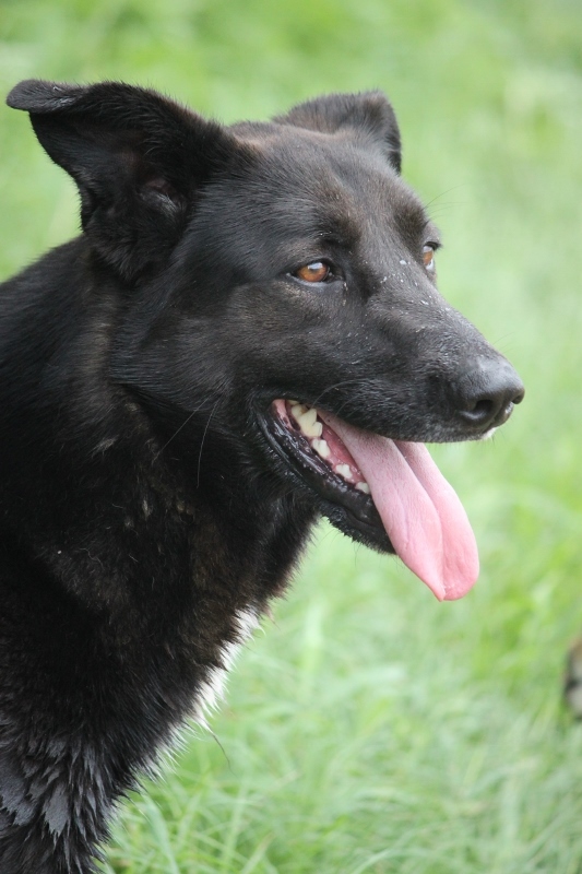 Dog for adoption - Salem NH, a Collie & Shepherd Mix in ...