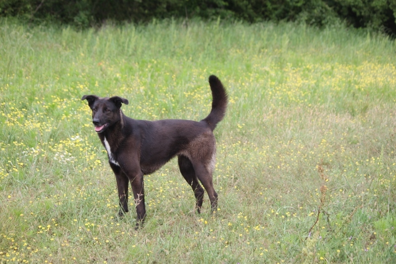 Salem NH, an adoptable Collie, Shepherd in Wynne, AR, 72396 | Photo Image 3