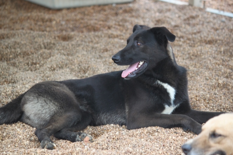 Salem NH, an adoptable Collie, Shepherd in Wynne, AR, 72396 | Photo Image 4