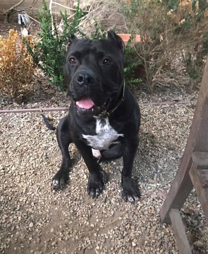 Dog For Adoption Hector A Cane Corso Pit Bull Terrier