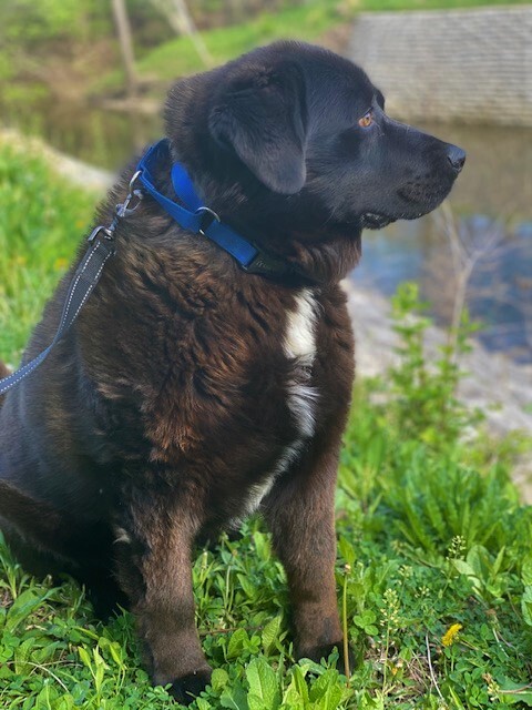 Buddy 2