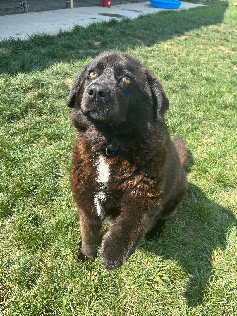 Buddy, an adoptable Newfoundland Dog in Monroe, OH, 45050 | Photo Image 1