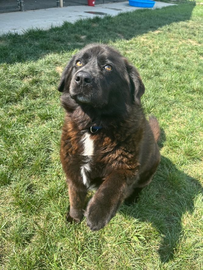 Newfoundland mix best sale puppies for adoption