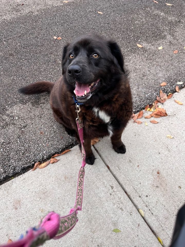Buddy 3