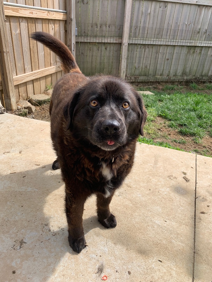 Buddy, an adoptable Newfoundland Dog in Monroe, OH, 45050 | Photo Image 6