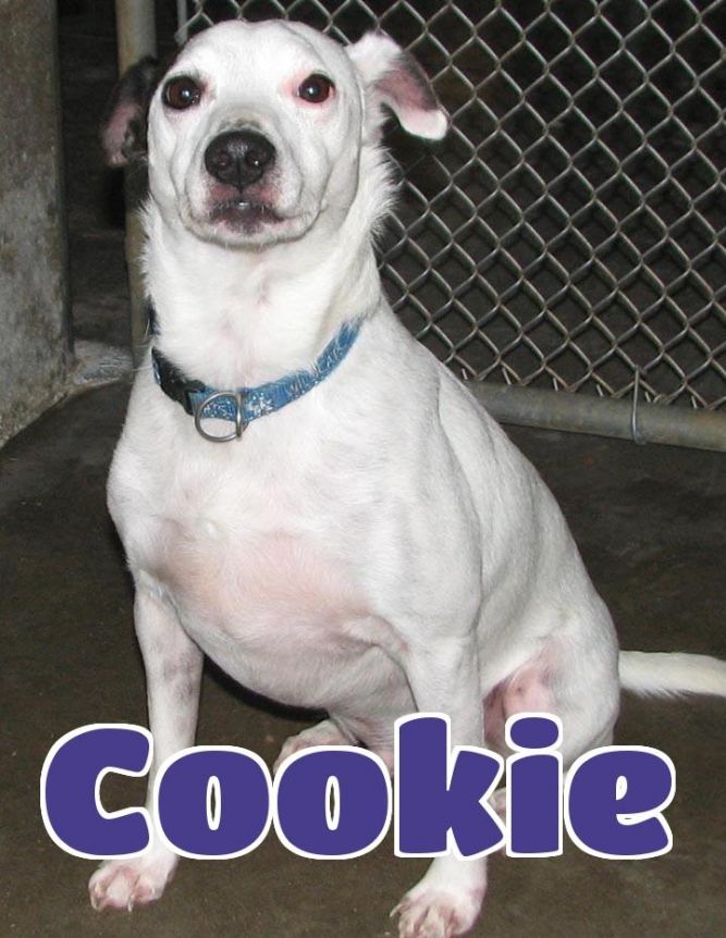 #2724 Cookie-sponsored