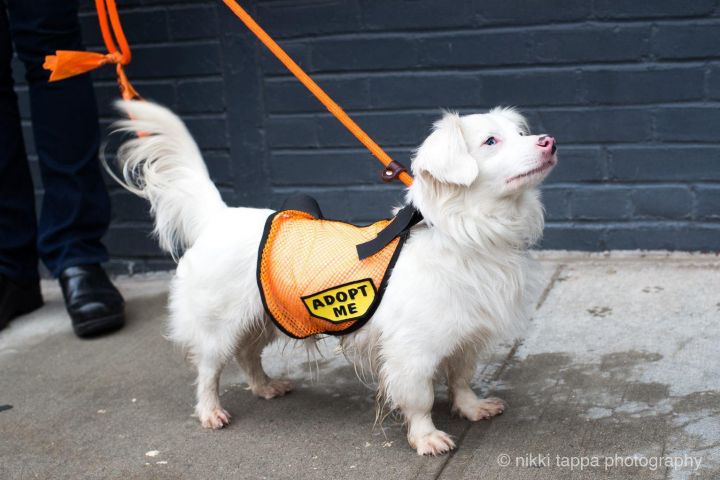 Jackson Rathbone, an adopted Spaniel Mix in Brooklyn, NY_image-1