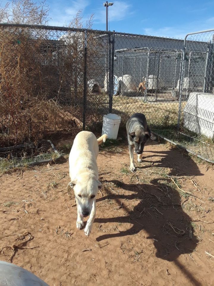 Murrie, an adoptable Labrador Retriever & Husky Mix in Anton, TX_image-1