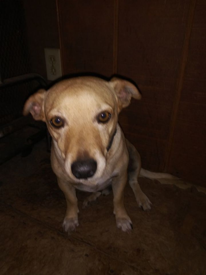 Murrie, an adoptable Labrador Retriever & Husky Mix in Anton, TX_image-2