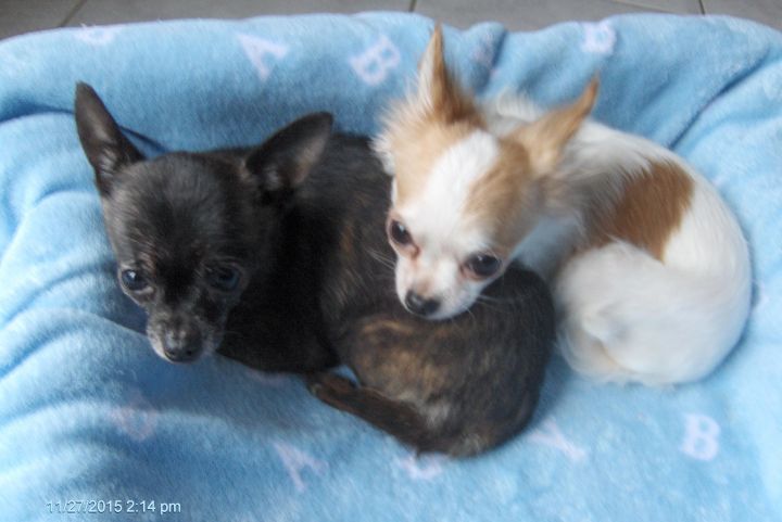 BENTLEY AND BABY--NOT  AVAILABLE FOR ADOPTION. 2