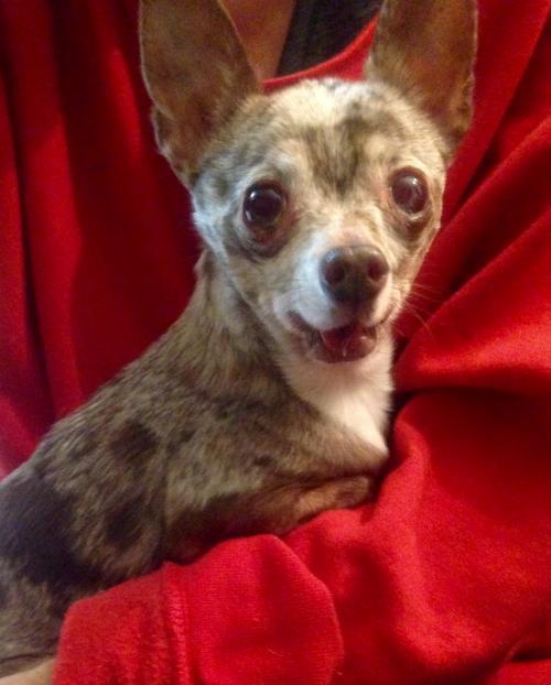 Starbucks, an adoptable Chihuahua in Colton, CA, 92324 | Photo Image 1