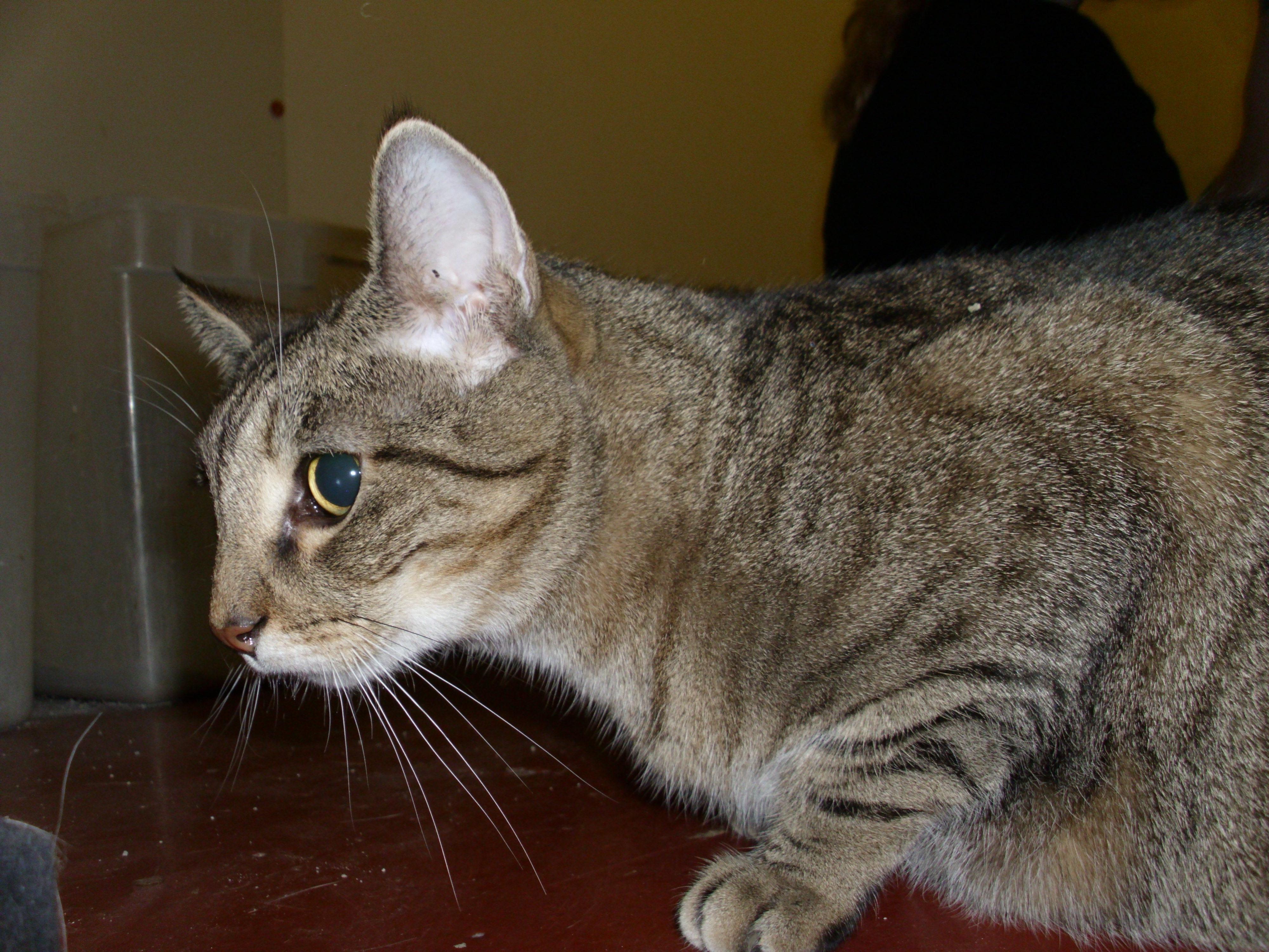 Ellsworth, an adoptable Tabby in Kansas City, MO, 64114 | Photo Image 3