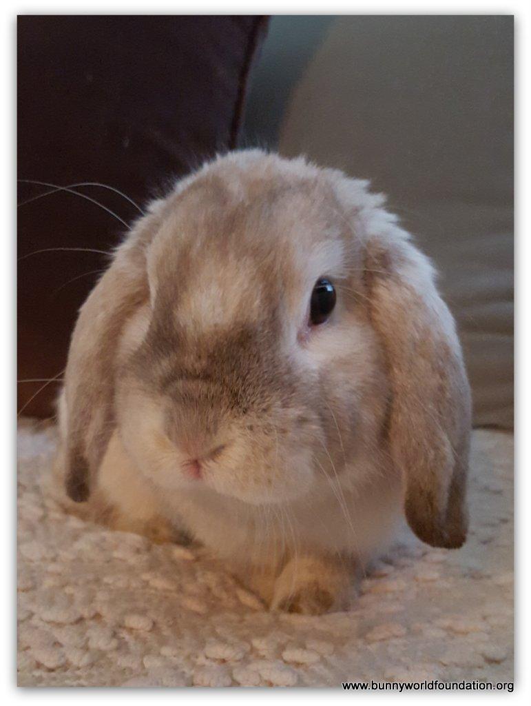 Rabbit for adoption Lover Jr., a Mini Lop & Holland Lop Mix in Los