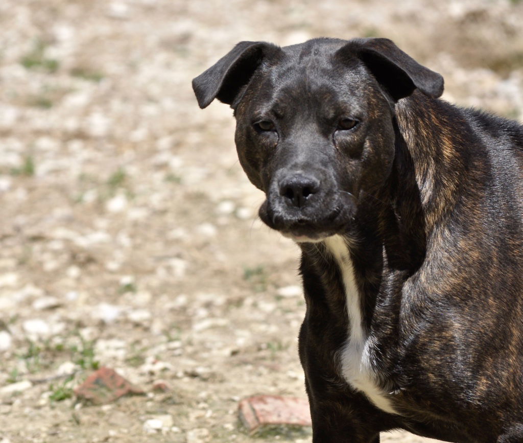 Rhea, an adoptable Labrador Retriever in Poland, IN, 47868 | Photo Image 1