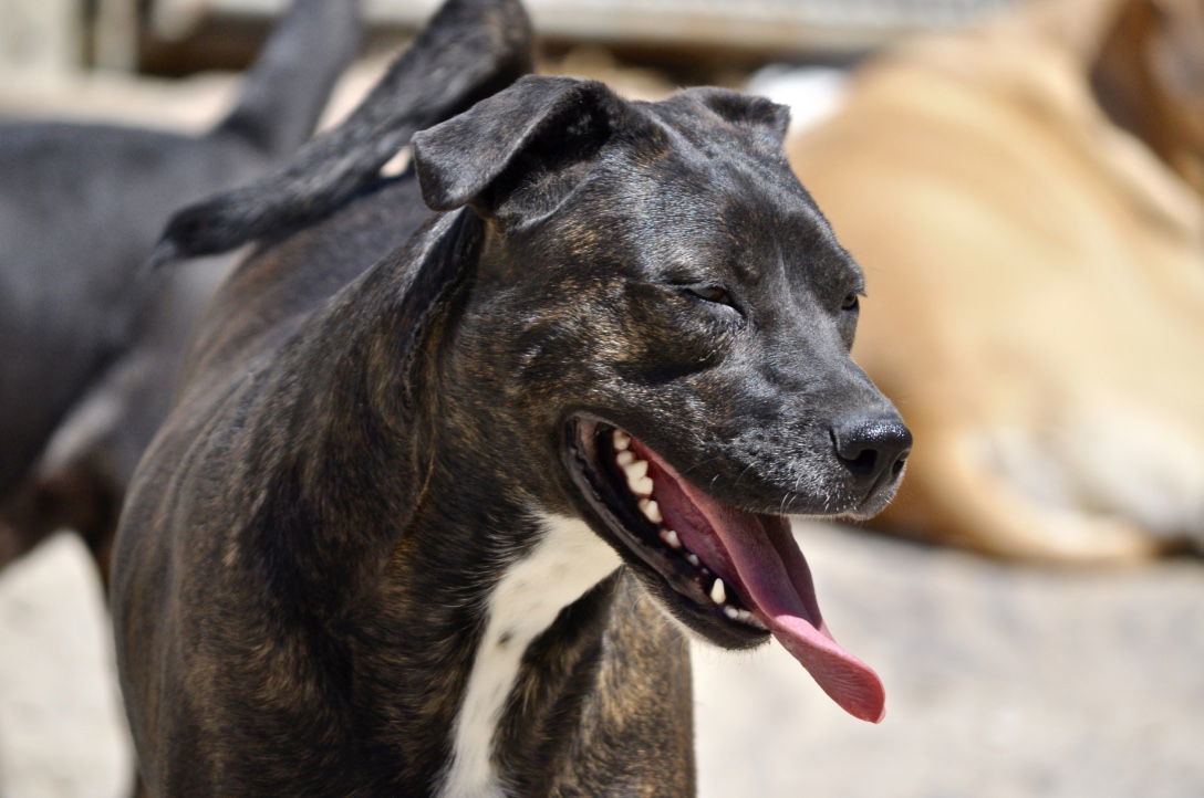 Rhea, an adoptable Labrador Retriever in Poland, IN, 47868 | Photo Image 2