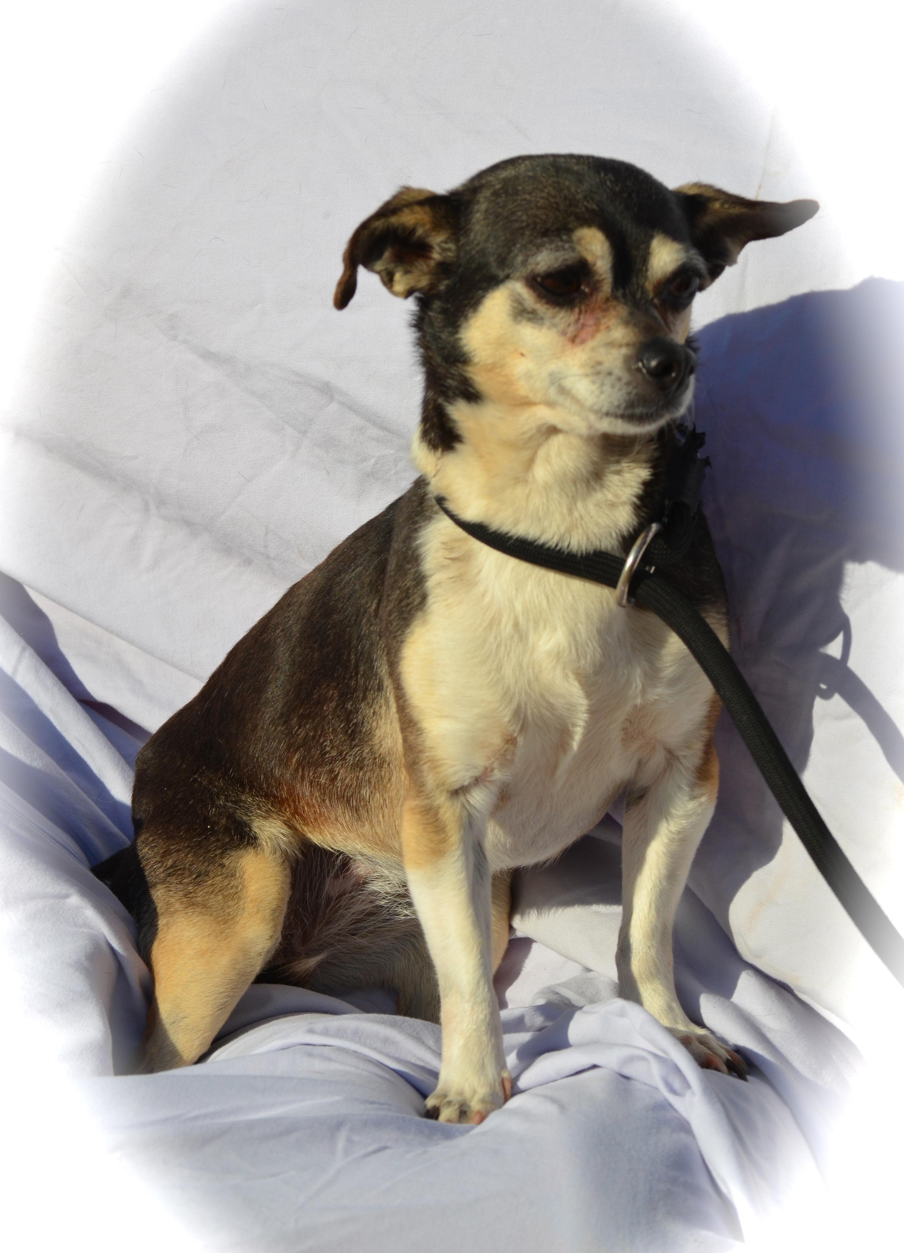 Angel, an adoptable Chihuahua in Blanchard, OK, 73010 | Photo Image 1