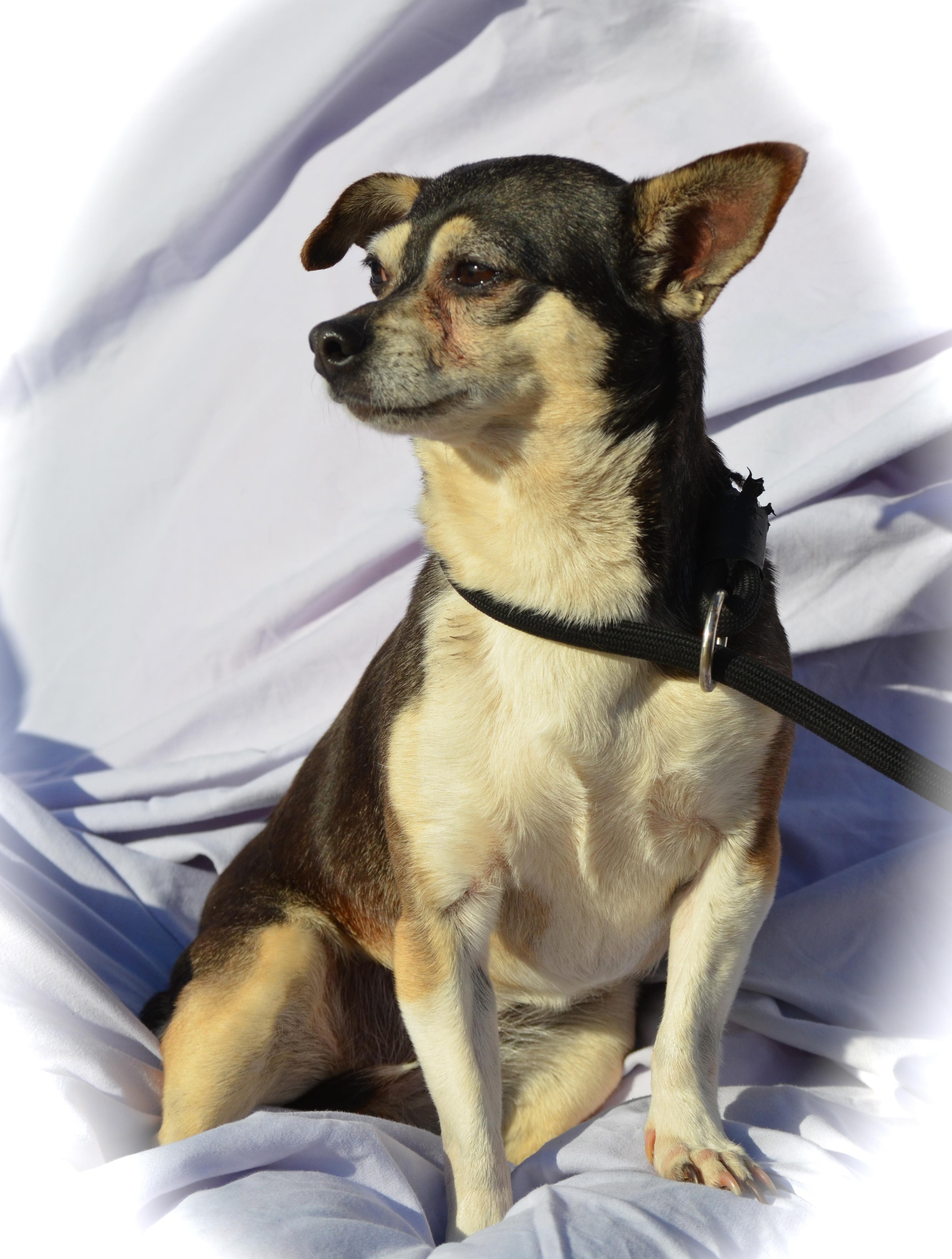 Angel, an adoptable Chihuahua in Blanchard, OK, 73010 | Photo Image 2