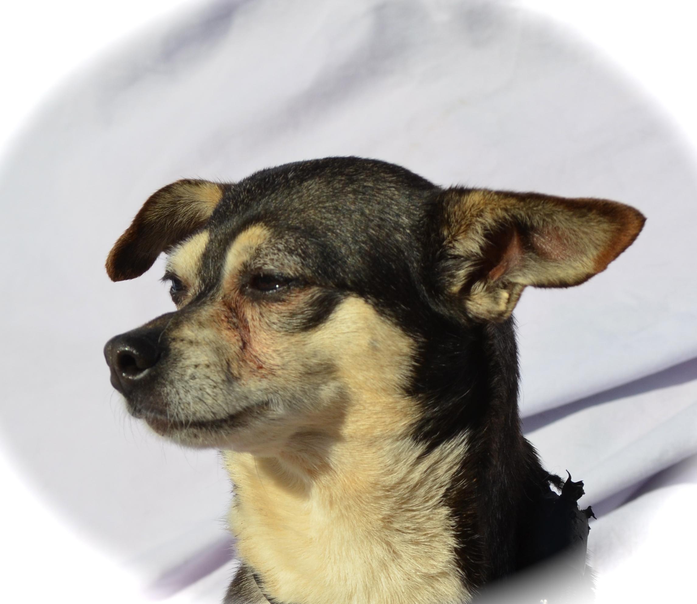 Angel, an adoptable Chihuahua in Blanchard, OK, 73010 | Photo Image 3