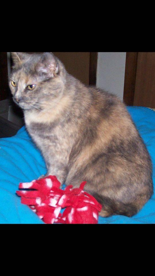 MamaKitty