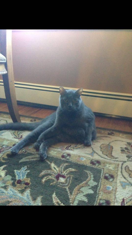 Meow 1
