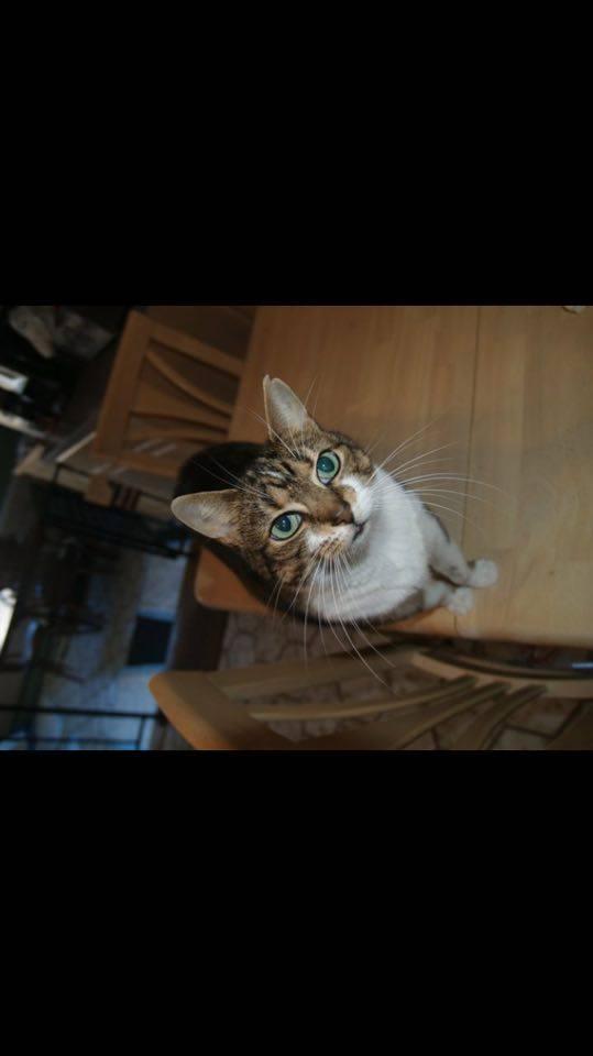 Miss Kitty 1