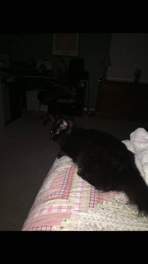 Phoebe